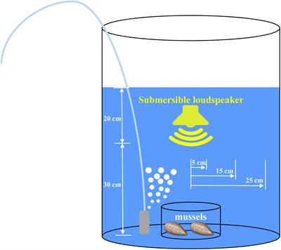 Mussel Byssal Attachment Weakened by Anthropogenic Noise